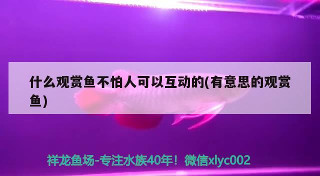 什么观赏鱼不怕人可以互动的(有意思的观赏鱼) B级过背金龙鱼