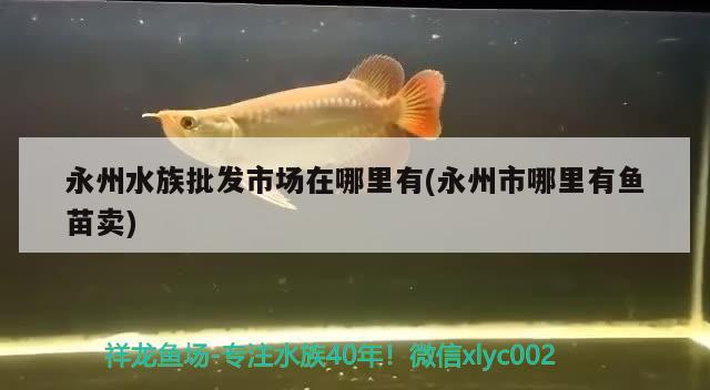 永州水族批发市场在哪里有(永州市哪里有鱼苗卖) 观赏鱼水族批发市场