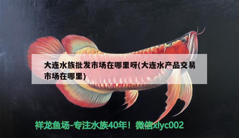 大连水族批发市场在哪里呀(大连水产品交易市场在哪里)