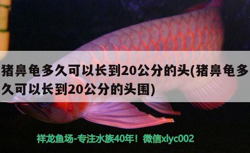 猪鼻龟多久可以长到20公分的头(猪鼻龟多久可以长到20公分的头围) 猪鼻龟