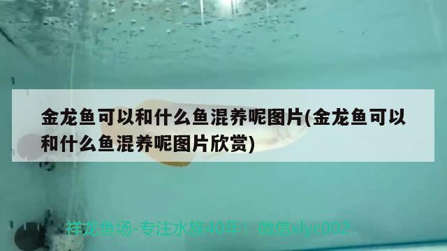 金龙鱼可以和什么鱼混养呢图片(金龙鱼可以和什么鱼混养呢图片欣赏)