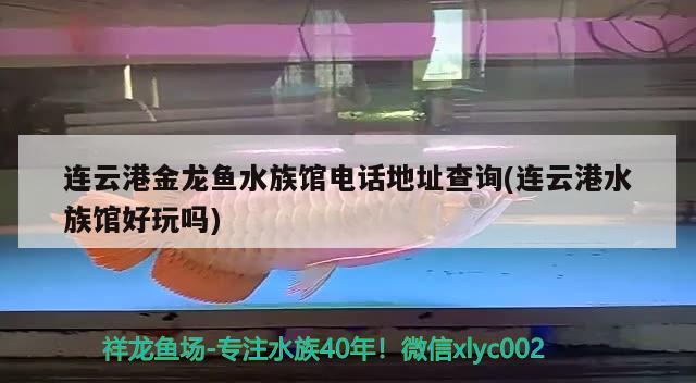 连云港金龙鱼水族馆电话地址查询(连云港水族馆好玩吗) 稀有红龙品种