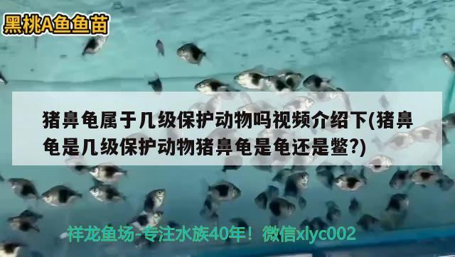 猪鼻龟属于几级保护动物吗视频介绍下(猪鼻龟是几级保护动物猪鼻龟是龟还是鳖?) 猪鼻龟