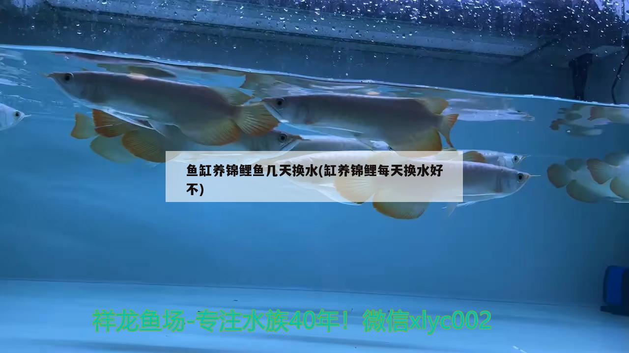 鱼缸养锦鲤鱼几天换水(缸养锦鲤每天换水好不)