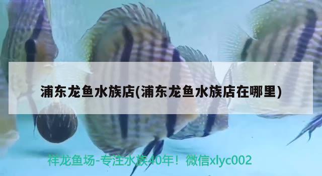 浦东龙鱼水族店(浦东龙鱼水族店在哪里) 巴西亚鱼苗