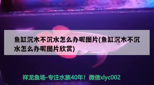 鱼缸沉木不沉水怎么办呢图片(鱼缸沉木不沉水怎么办呢图片欣赏) 观赏鱼进出口