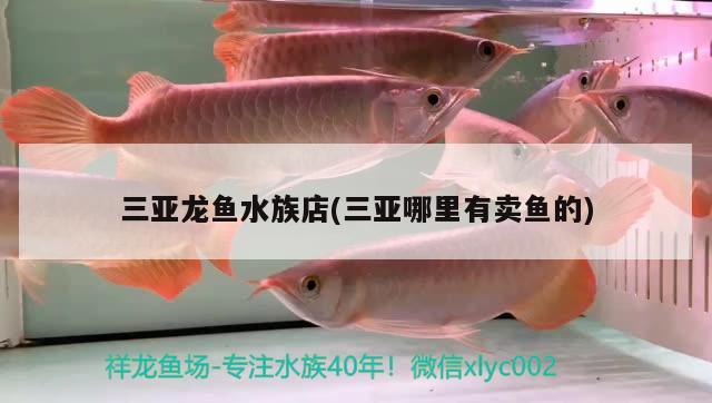 三亚龙鱼水族店(三亚哪里有卖鱼的) 观赏龟/鳖饲料