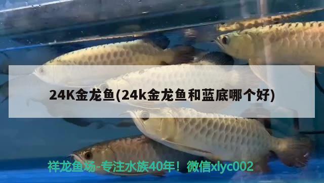 24K金龙鱼(24k金龙鱼和蓝底哪个好)