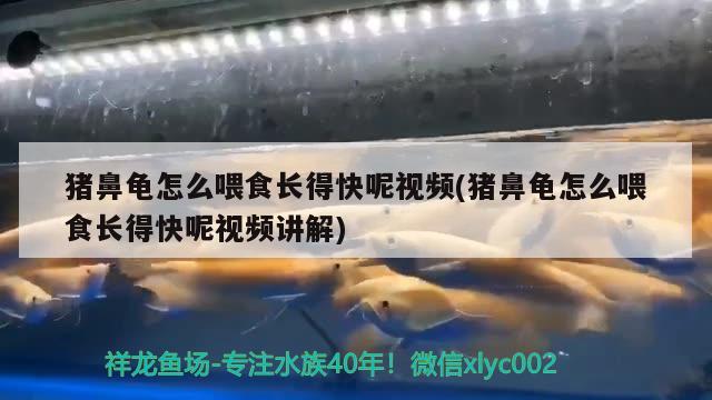 猪鼻龟怎么喂食长得快呢视频(猪鼻龟怎么喂食长得快呢视频讲解)