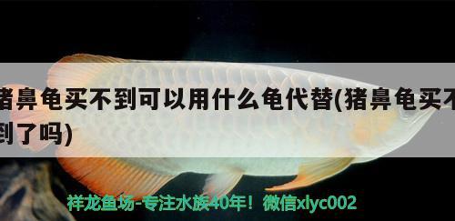 猪鼻龟买不到可以用什么龟代替(猪鼻龟买不到了吗)