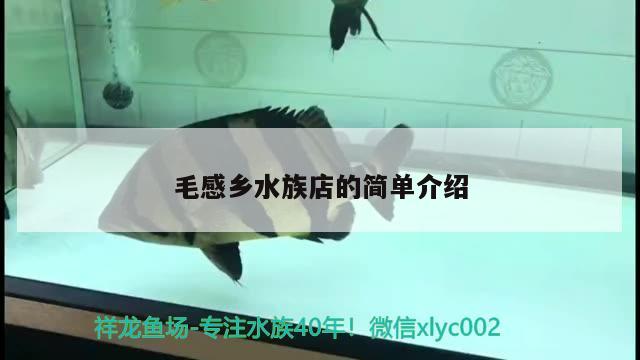 毛感乡水族店的简单介绍 大嘴鲸鱼 第1张