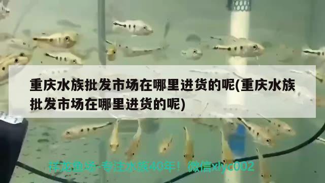 重庆水族批发市场在哪里进货的呢(重庆水族批发市场在哪里进货的呢)