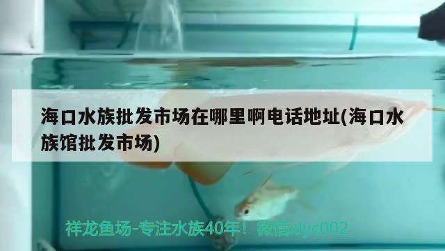 海口水族批发市场在哪里啊电话地址(海口水族馆批发市场) 观赏鱼水族批发市场