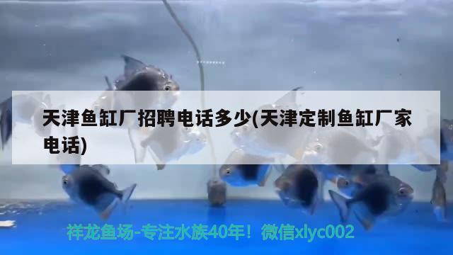 天津鱼缸厂招聘电话多少(天津定制鱼缸厂家电话) 水族用品