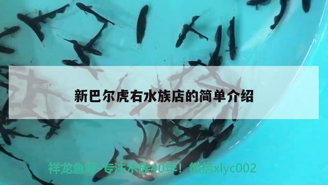 新巴尔虎右水族店的简单介绍