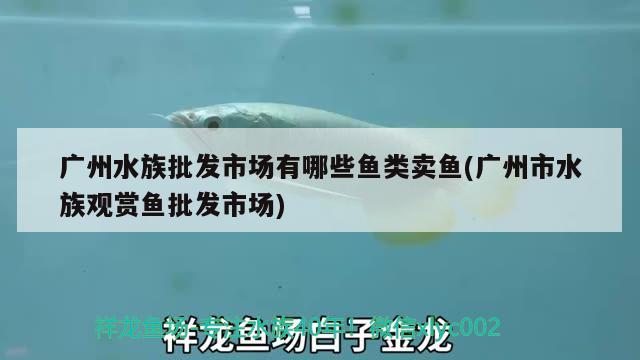 广州水族批发市场有哪些鱼类卖鱼(广州市水族观赏鱼批发市场)