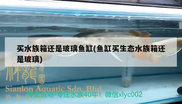 买水族箱还是玻璃鱼缸(鱼缸买生态水族箱还是玻璃)