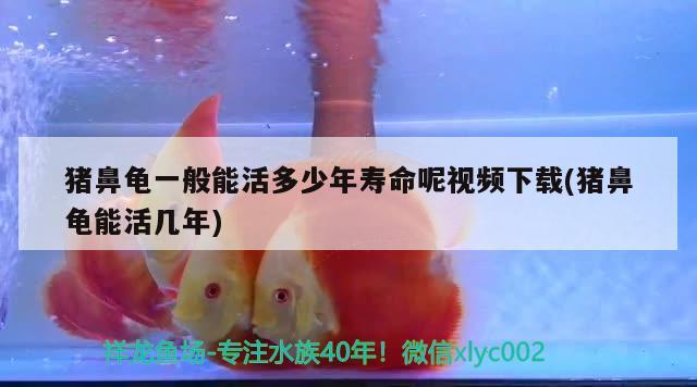 猪鼻龟一般能活多少年寿命呢视频下载(猪鼻龟能活几年) 猪鼻龟