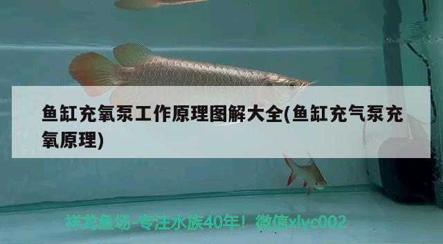 鱼缸充氧泵工作原理图解大全(鱼缸充气泵充氧原理) 红勾银版鱼