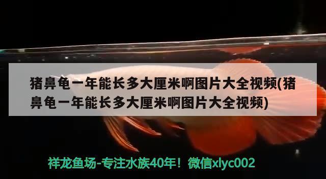 猪鼻龟一年能长多大厘米啊图片大全视频(猪鼻龟一年能长多大厘米啊图片大全视频) 猪鼻龟