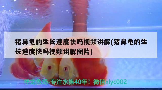 猪鼻龟的生长速度快吗视频讲解(猪鼻龟的生长速度快吗视频讲解图片) 猪鼻龟