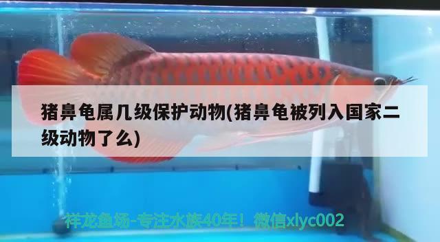 猪鼻龟属几级保护动物(猪鼻龟被列入国家二级动物了么) 猪鼻龟