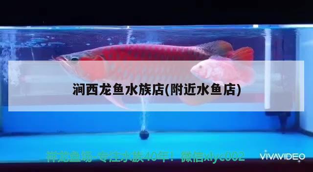 涧西龙鱼水族店(附近水鱼店)