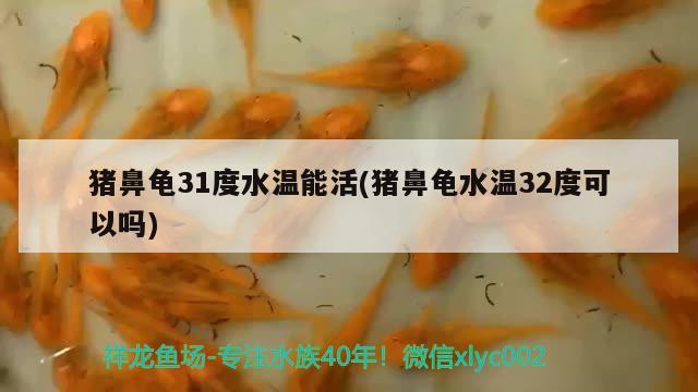 猪鼻龟31度水温能活(猪鼻龟水温32度可以吗) 猪鼻龟