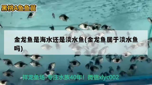 金龙鱼是海水还是淡水鱼(金龙鱼属于淡水鱼吗) 祥龙水族医院