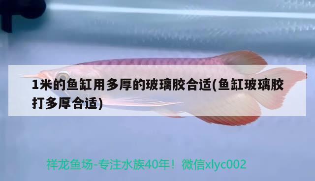 1米的鱼缸用多厚的玻璃胶合适(鱼缸玻璃胶打多厚合适) 成吉思汗鲨（球鲨）鱼