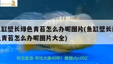 鱼缸壁长绿色青苔怎么办呢图片(鱼缸壁长绿色青苔怎么办呢图片大全)