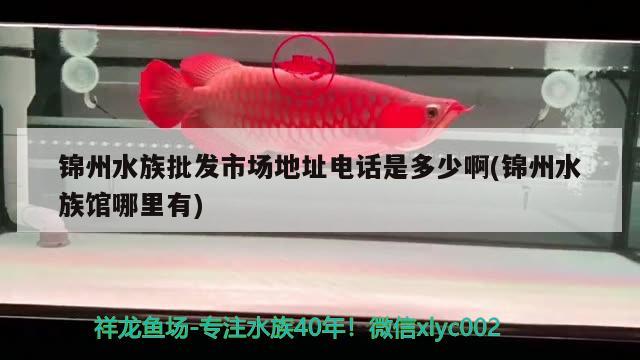 锦州水族批发市场地址电话是多少啊(锦州水族馆哪里有) 观赏鱼水族批发市场