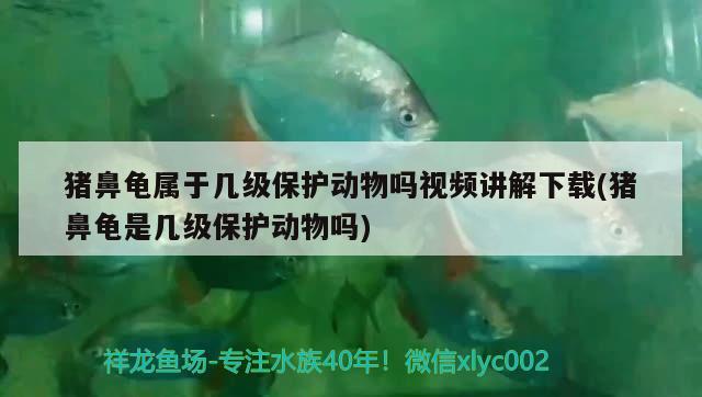 猪鼻龟属于几级保护动物吗视频讲解下载(猪鼻龟是几级保护动物吗) 猪鼻龟