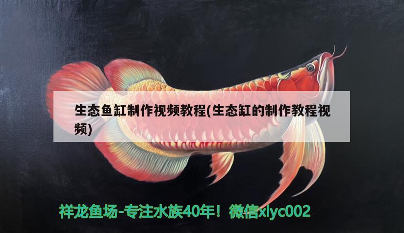 生态鱼缸制作视频教程(生态缸的制作教程视频) 鱼缸/水族箱