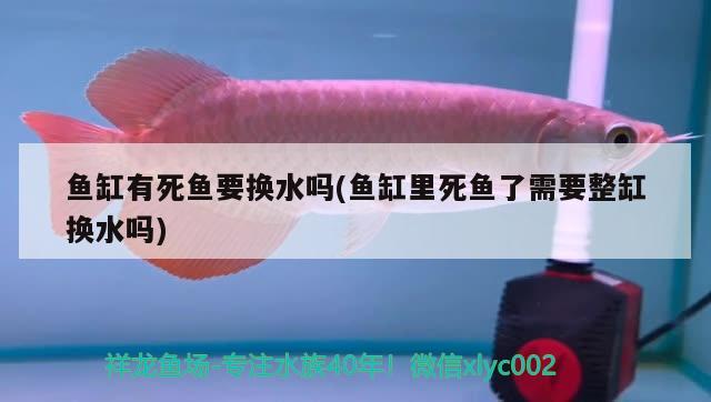 鱼缸有死鱼要换水吗(鱼缸里死鱼了需要整缸换水吗) 广州水族批发市场