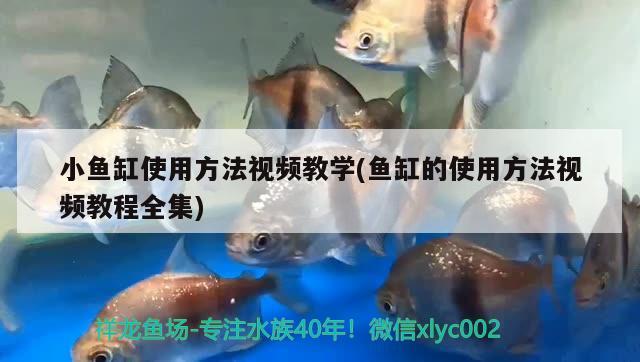 小鱼缸使用方法视频教学(鱼缸的使用方法视频教程全集) 广州水族批发市场