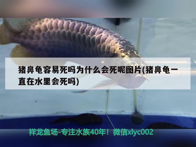 猪鼻龟容易死吗为什么会死呢图片(猪鼻龟一直在水里会死吗) 猪鼻龟