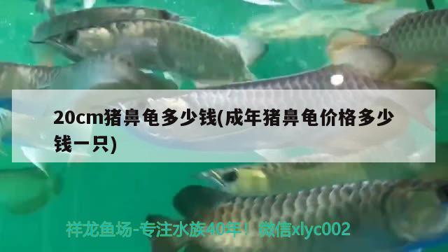 20cm猪鼻龟多少钱(成年猪鼻龟价格多少钱一只)