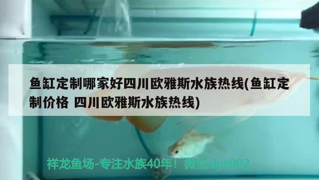 鱼缸定制哪家好四川欧雅斯水族热线(鱼缸定制价格四川欧雅斯水族热线) 祥龙水族医院