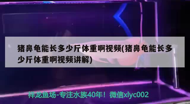 猪鼻龟能长多少斤体重啊视频(猪鼻龟能长多少斤体重啊视频讲解) 猪鼻龟