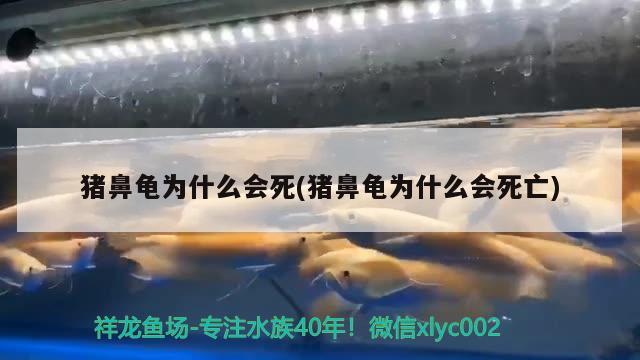 猪鼻龟为什么会死(猪鼻龟为什么会死亡)