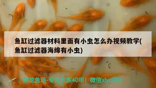 鱼缸过滤器材料里面有小虫怎么办视频教学(鱼缸过滤器海绵有小虫)