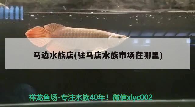 马边水族店(驻马店水族市场在哪里)