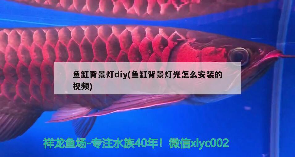 鱼缸背景灯diy(鱼缸背景灯光怎么安装的视频)