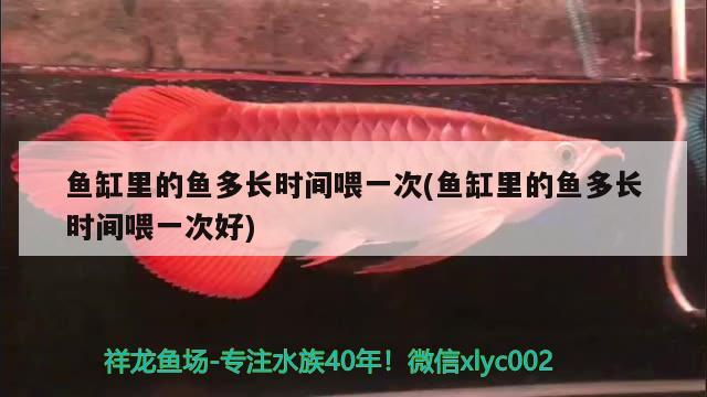 鱼缸里的鱼多长时间喂一次(鱼缸里的鱼多长时间喂一次好) 广州龙鱼批发市场