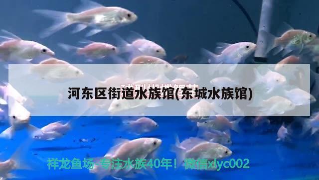 河东区街道水族馆(东城水族馆) 赤焰中国虎鱼