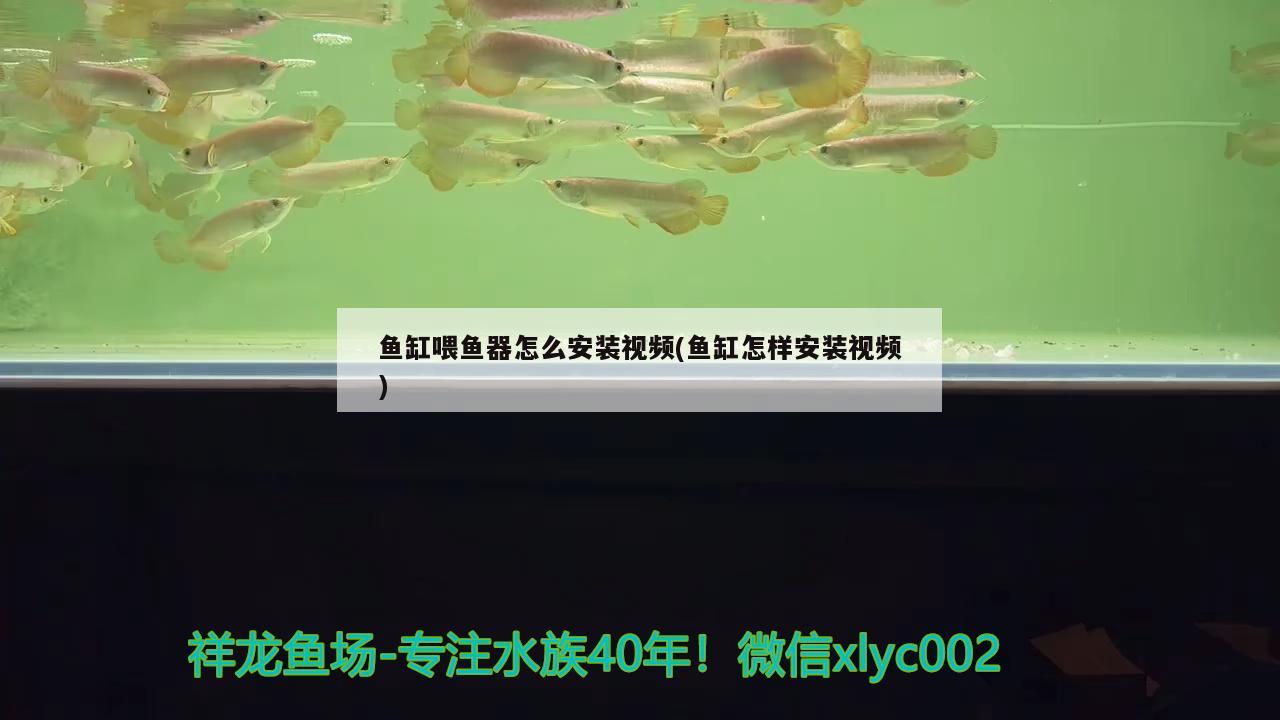 鱼缸喂鱼器怎么安装视频(鱼缸怎样安装视频) 狗头鱼