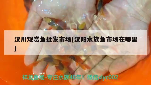 汉川观赏鱼批发市场(汉阳水族鱼市场在哪里) 观赏鱼批发