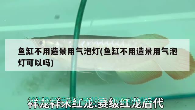 鱼缸不用造景用气泡灯(鱼缸不用造景用气泡灯可以吗) 祥龙进口元宝凤凰鱼