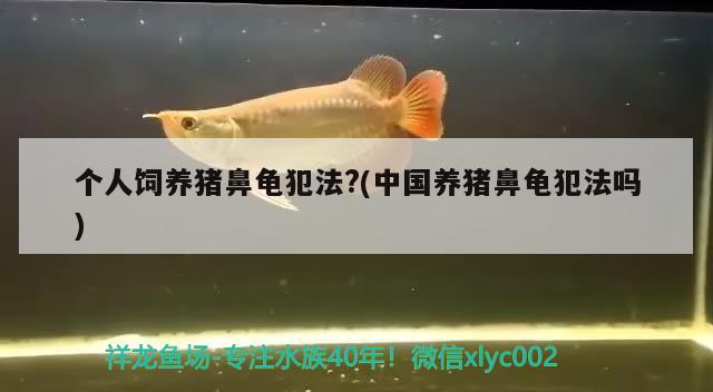 个人饲养猪鼻龟犯法?(中国养猪鼻龟犯法吗)